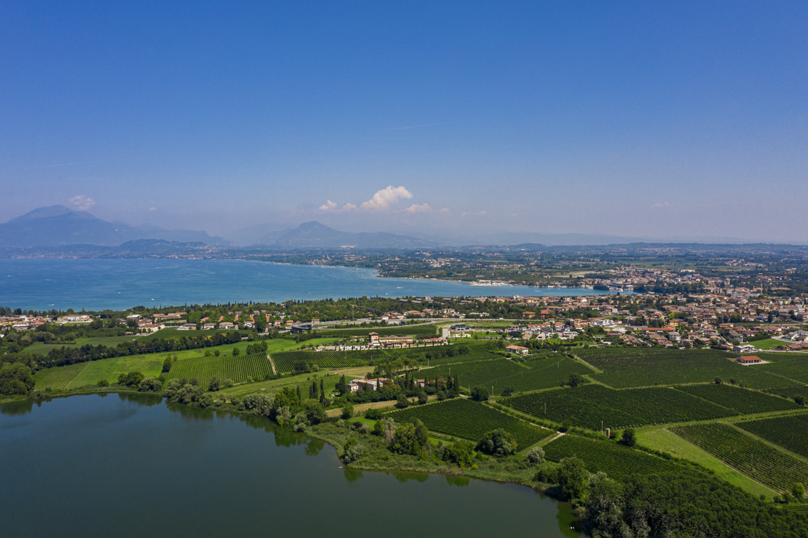 Lugana vineyards Lugana vineyards